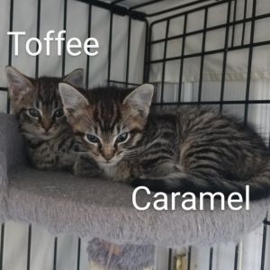 Caramel Llanos (bonded w/Toffee Llanos), Baby Male unknown