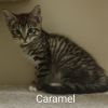 Caramel Llanos (bonded w/Toffee Llanos) photo 2