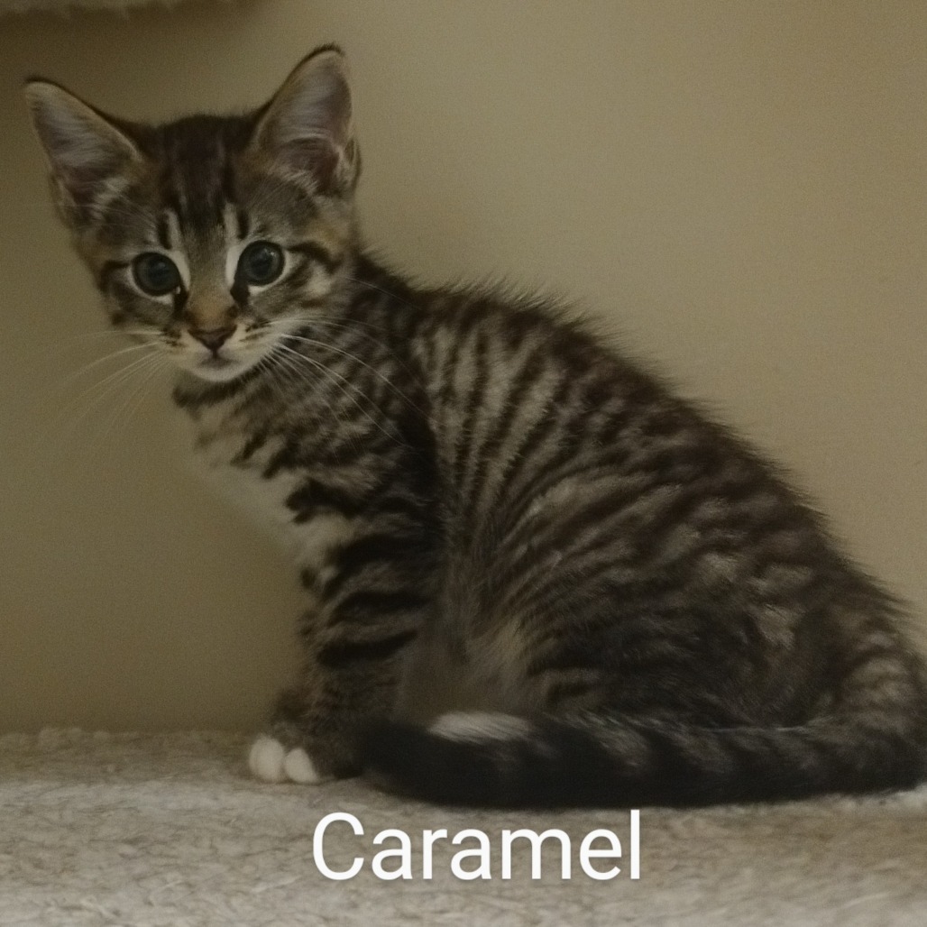 Caramel Llanos (bonded w/Toffee Llanos)