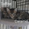 Toffee Llanos (bonded w/Caramel Llanos) photo 1
