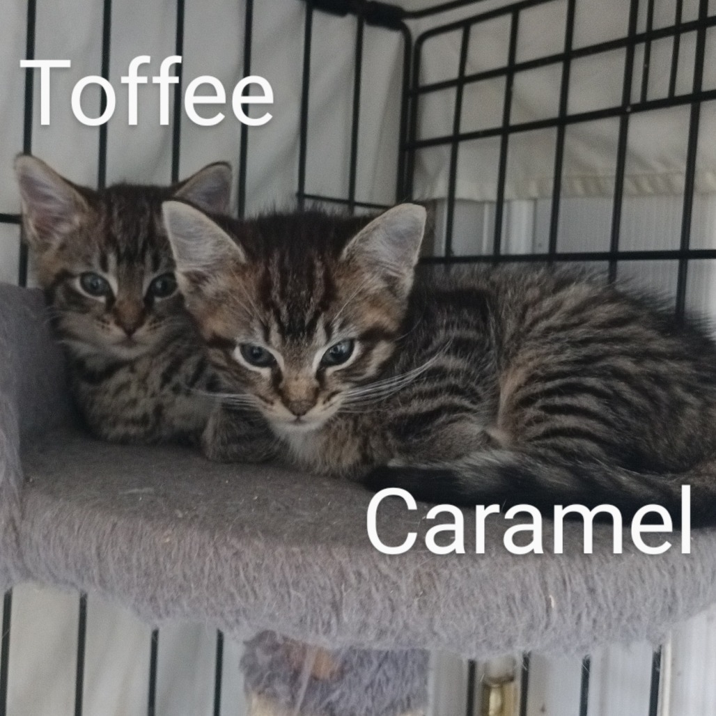 Toffee Llanos (bonded w/Caramel Llanos)