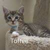 Toffee Llanos (bonded w/Caramel Llanos) photo 2