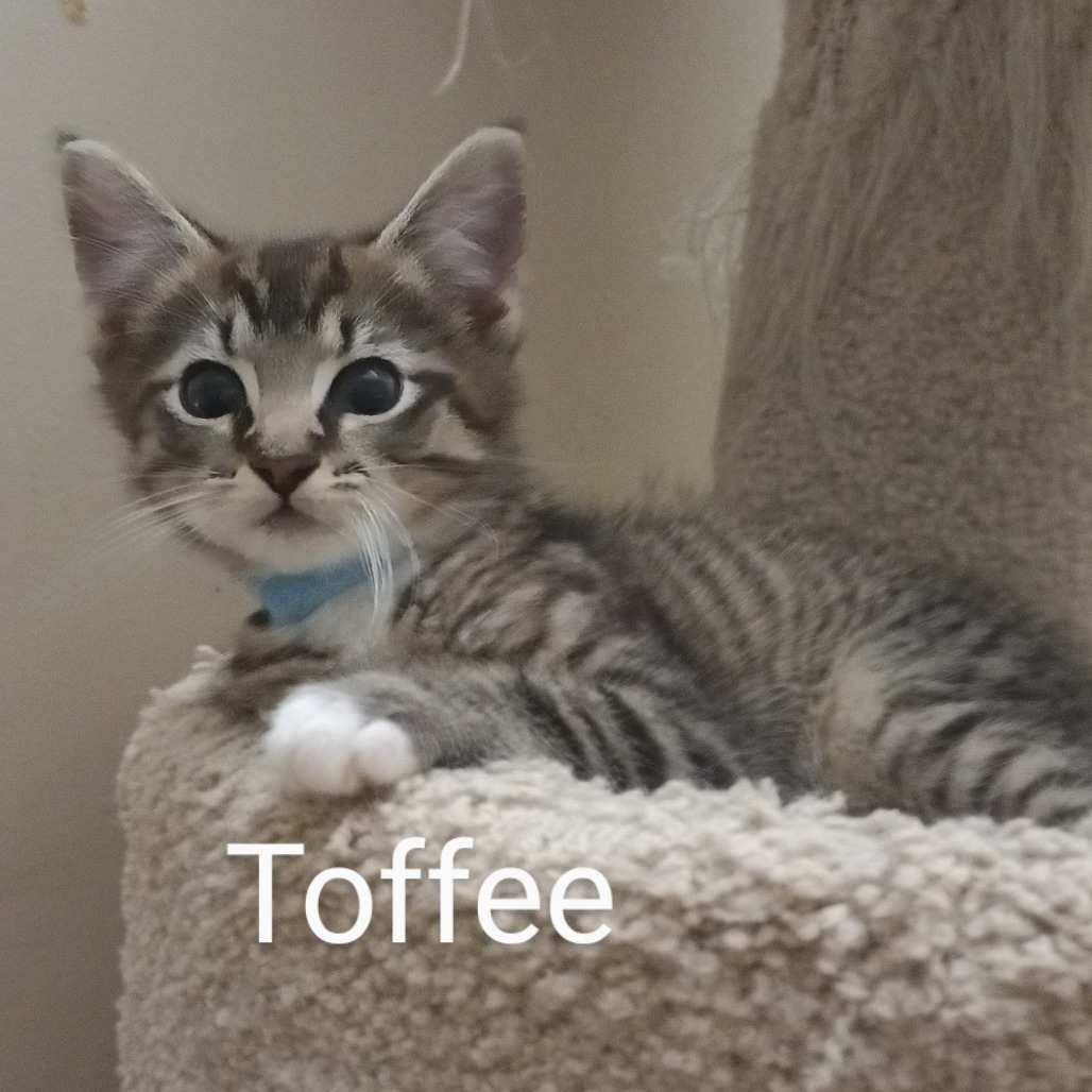 Toffee Llanos (bonded w/Caramel Llanos)