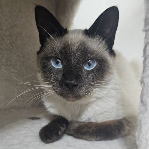 Rukus Franklin, Young Male unknown