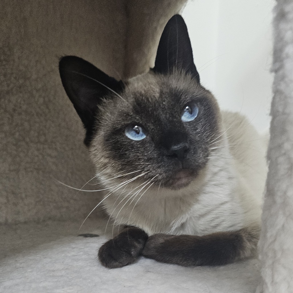 Rukus Franklin