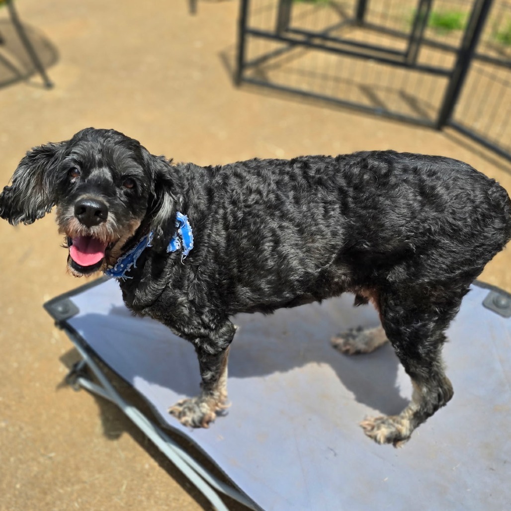 Walter, an adoptable Cockapoo in Tanner, AL, 35671 | Photo Image 1