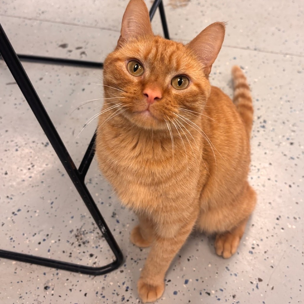 Cheddar Bay Biscuit - Reduced Adoption Fee