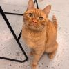 Cheddar Bay Biscuit - Reduced Adoption Fee photo 1
