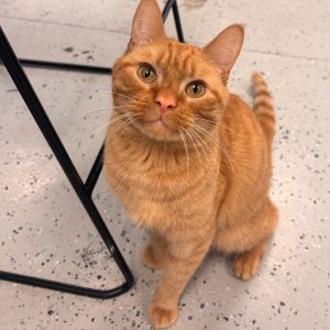 Cheddar Bay Biscuit - Reduced Adoption Fee, Adult Male Domestic Short Hair