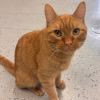 Cheddar Bay Biscuit - Reduced Adoption Fee photo 2