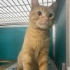 Cheddar Bay Biscuit - Reduced Adoption Fee photo 3