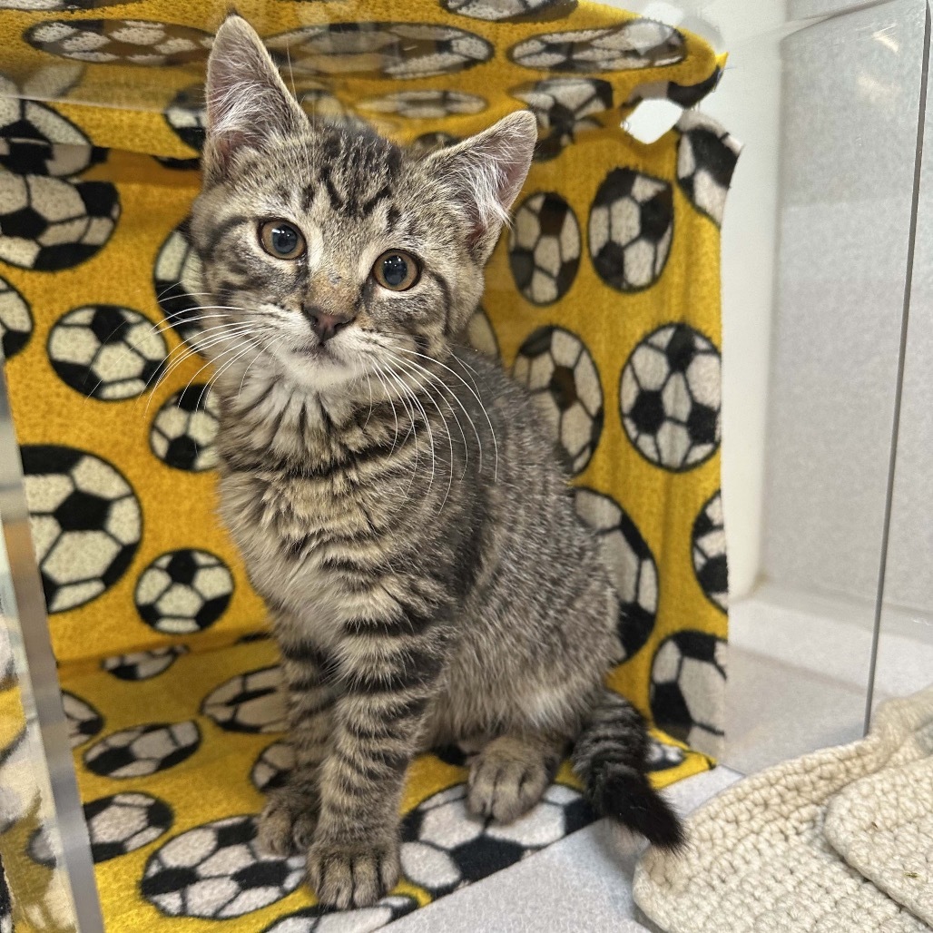 Waffles, an adoptable Domestic Short Hair in Hailey, ID, 83333 | Photo Image 1