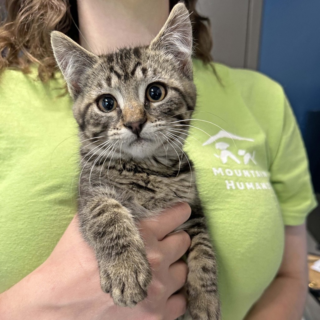 Waffles, an adoptable Domestic Short Hair in Hailey, ID, 83333 | Photo Image 2