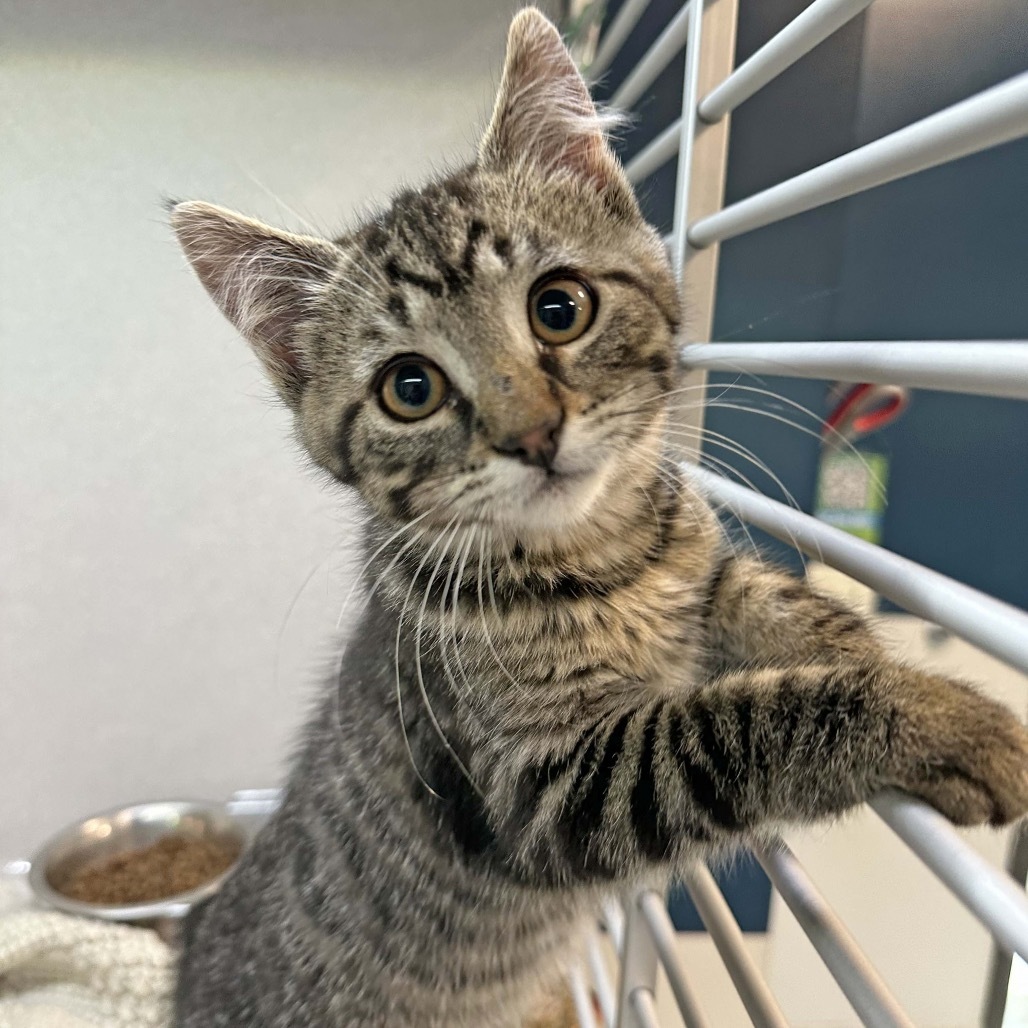 Waffles, an adoptable Domestic Short Hair in Hailey, ID, 83333 | Photo Image 3