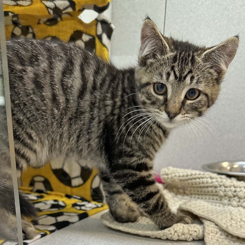 Waffles, an adoptable Domestic Short Hair in Hailey, ID, 83333 | Photo Image 4