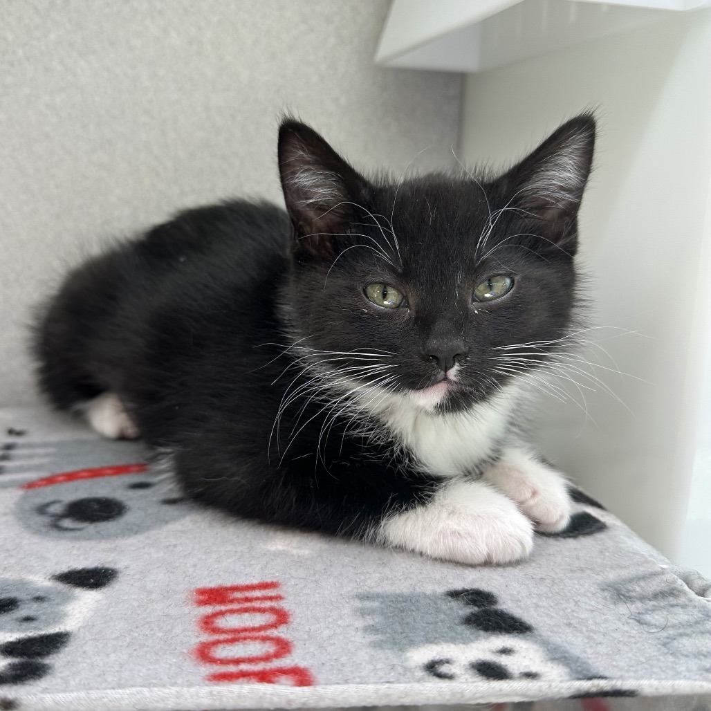 Habanero, an adoptable Domestic Short Hair in Hailey, ID, 83333 | Photo Image 1