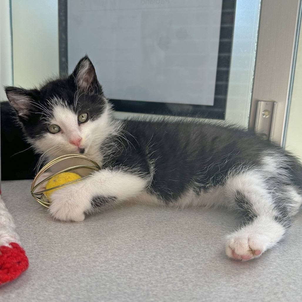Habanero, an adoptable Domestic Short Hair in Hailey, ID, 83333 | Photo Image 2