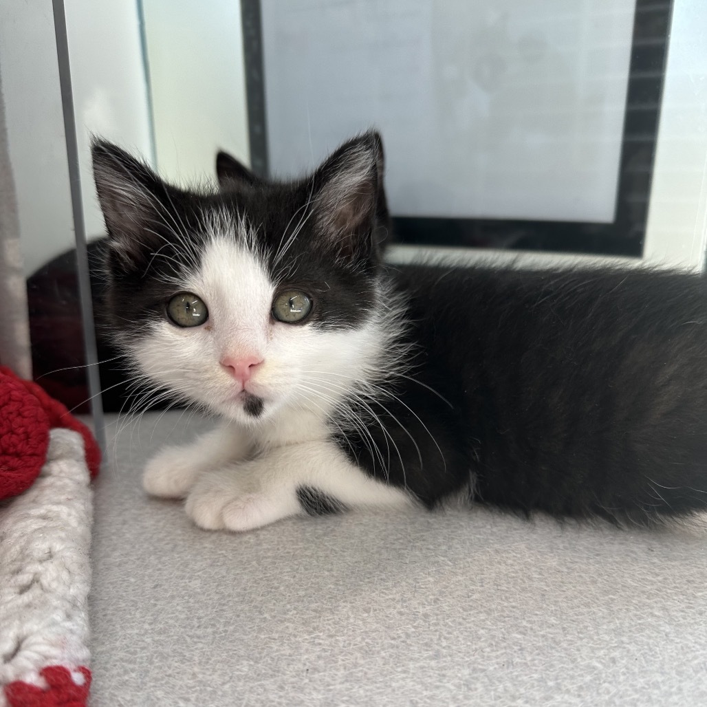 Habanero, an adoptable Domestic Short Hair in Hailey, ID, 83333 | Photo Image 3