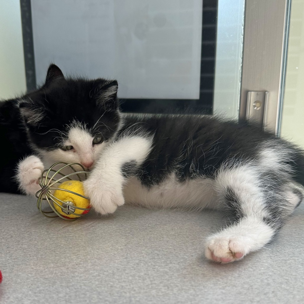 Habanero, an adoptable Domestic Short Hair in Hailey, ID, 83333 | Photo Image 4
