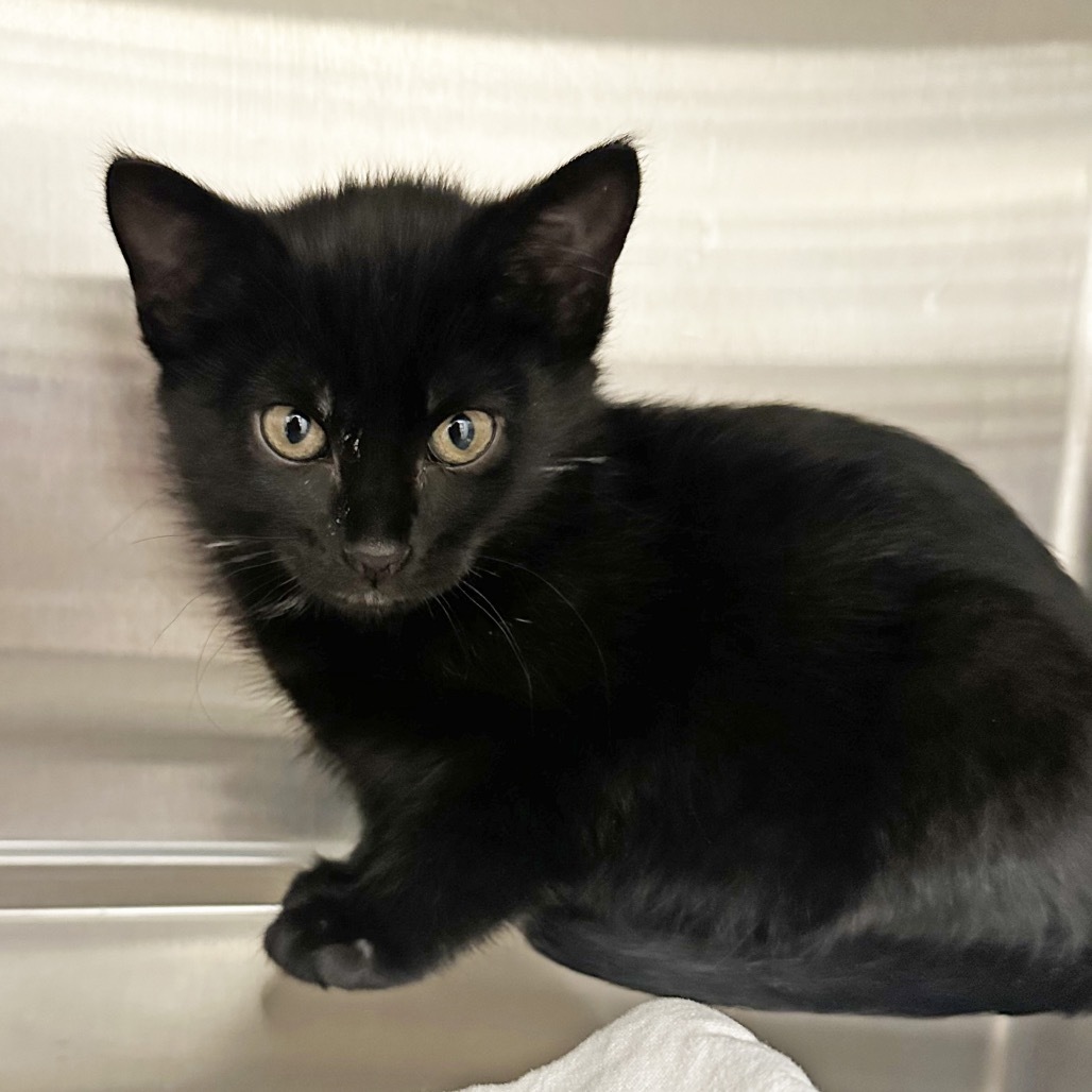 Mavis, an adoptable Domestic Short Hair in Hailey, ID, 83333 | Photo Image 1