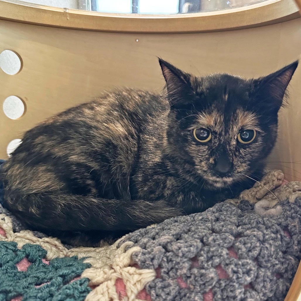Lutz, an adoptable Domestic Short Hair in Hailey, ID, 83333 | Photo Image 1