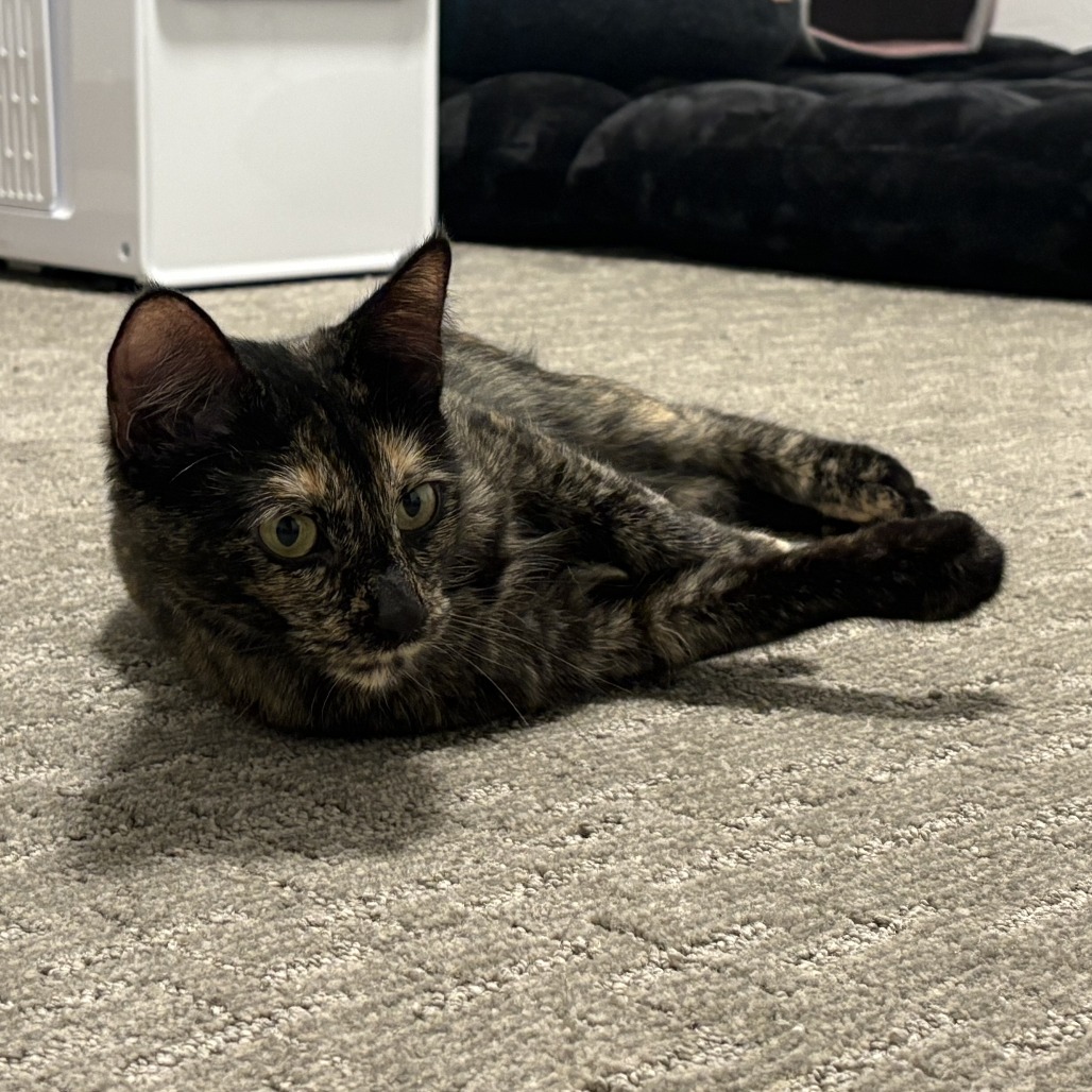 Lutz, an adoptable Domestic Short Hair in Hailey, ID, 83333 | Photo Image 1