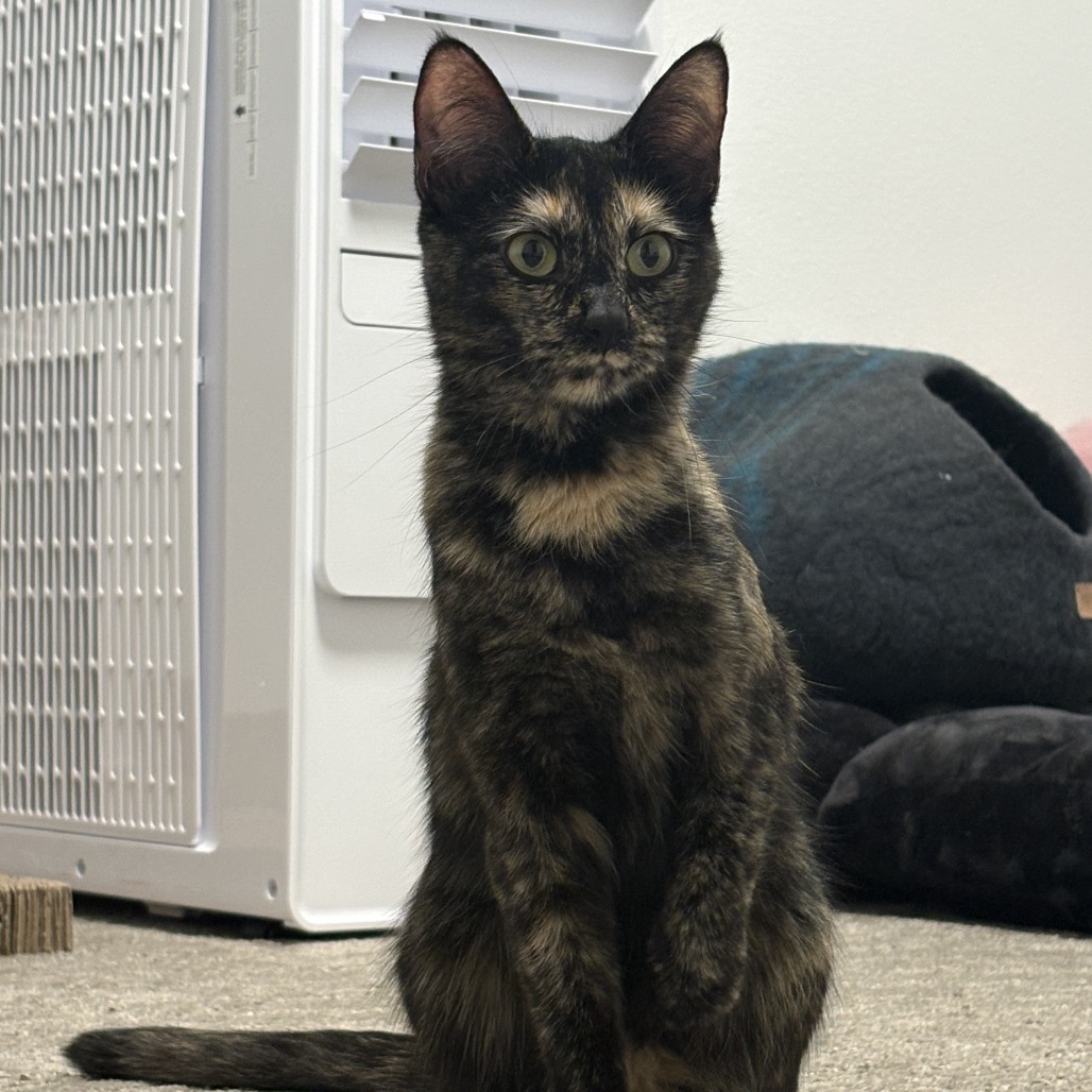 Lutz, an adoptable Domestic Short Hair in Hailey, ID, 83333 | Photo Image 2