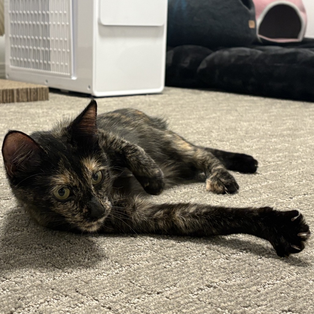 Lutz, an adoptable Domestic Short Hair in Hailey, ID, 83333 | Photo Image 3