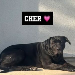 Cher - Home to Home, Adult Female unknown