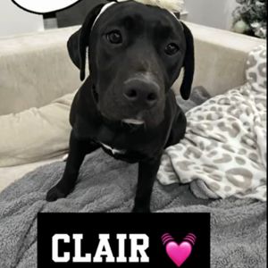 Clair - Home to Home, Adult Female unknown