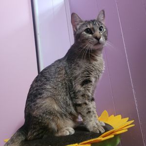 Candy-C, Young Female Domestic Short Hair