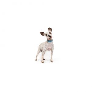 Sophia Mixed Breed Dog