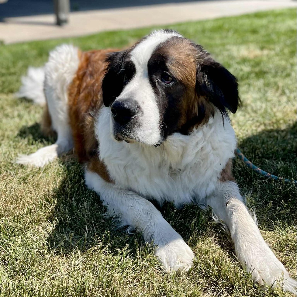 Finn, an adoptable Saint Bernard in Bend, OR, 97702 | Photo Image 1
