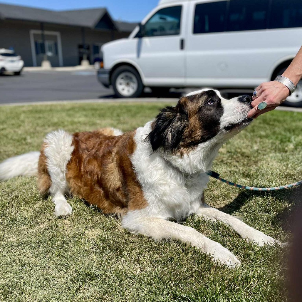 Finn, an adoptable Saint Bernard in Bend, OR, 97702 | Photo Image 2