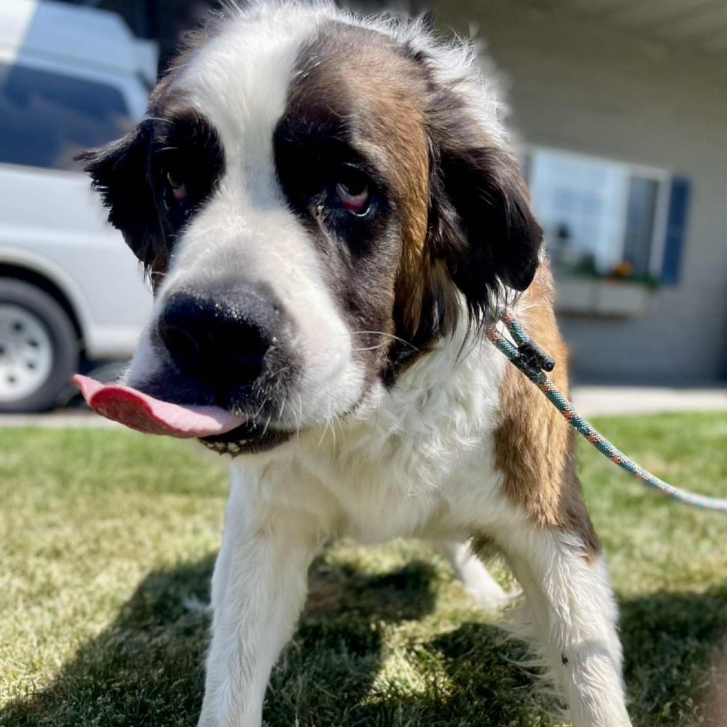 Finn, an adoptable Saint Bernard in Bend, OR, 97702 | Photo Image 3