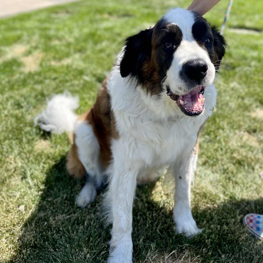 Finn, an adoptable Saint Bernard in Bend, OR, 97702 | Photo Image 4