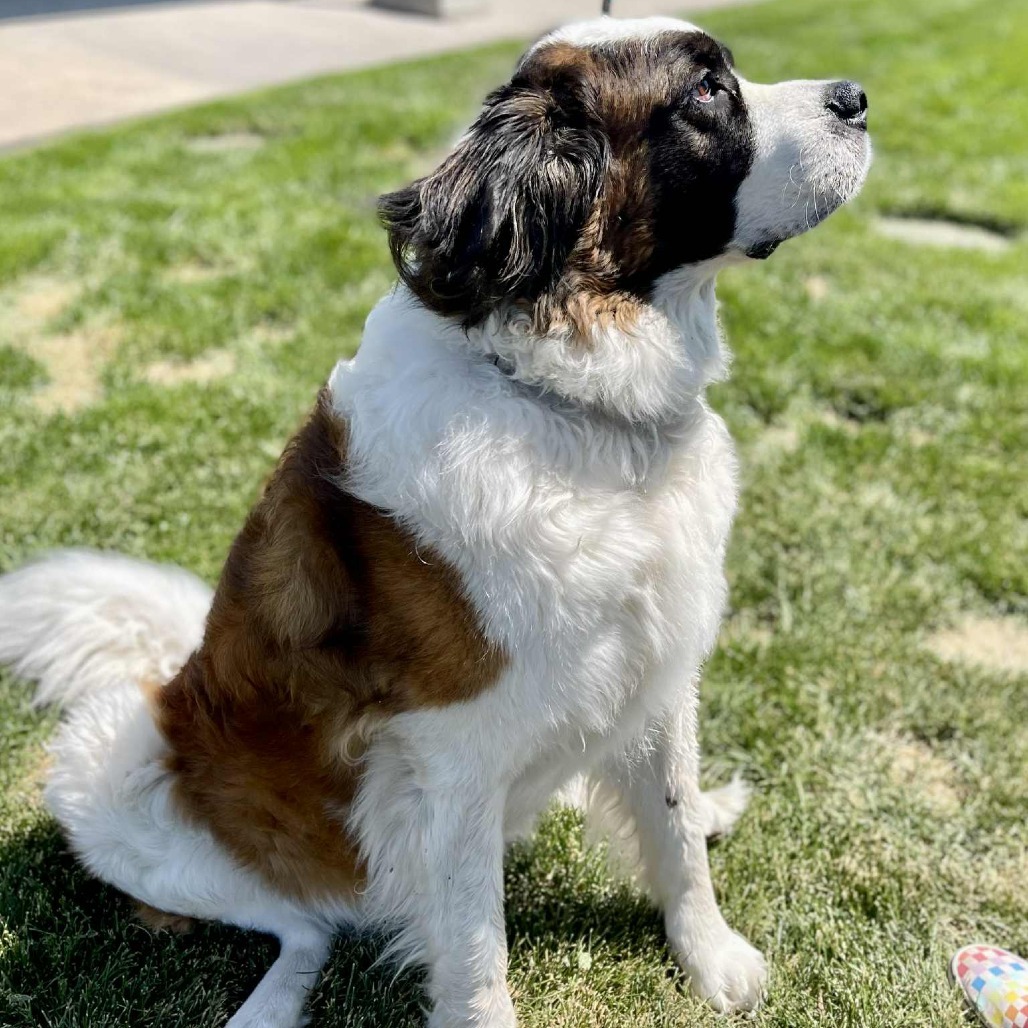Finn, an adoptable Saint Bernard in Bend, OR, 97702 | Photo Image 5