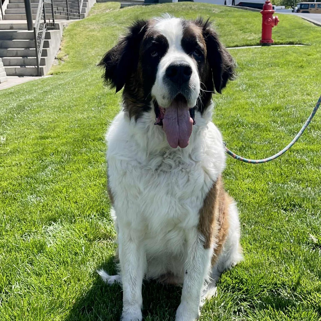 Finn, an adoptable Saint Bernard in Bend, OR, 97702 | Photo Image 6
