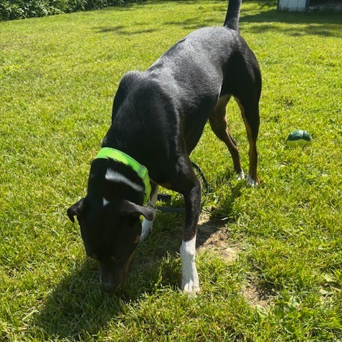 Tippy