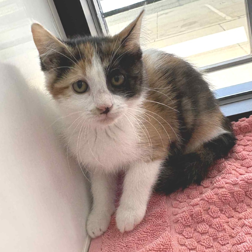 Astrid, an adoptable Domestic Medium Hair in Garden City, KS, 67846 | Photo Image 1