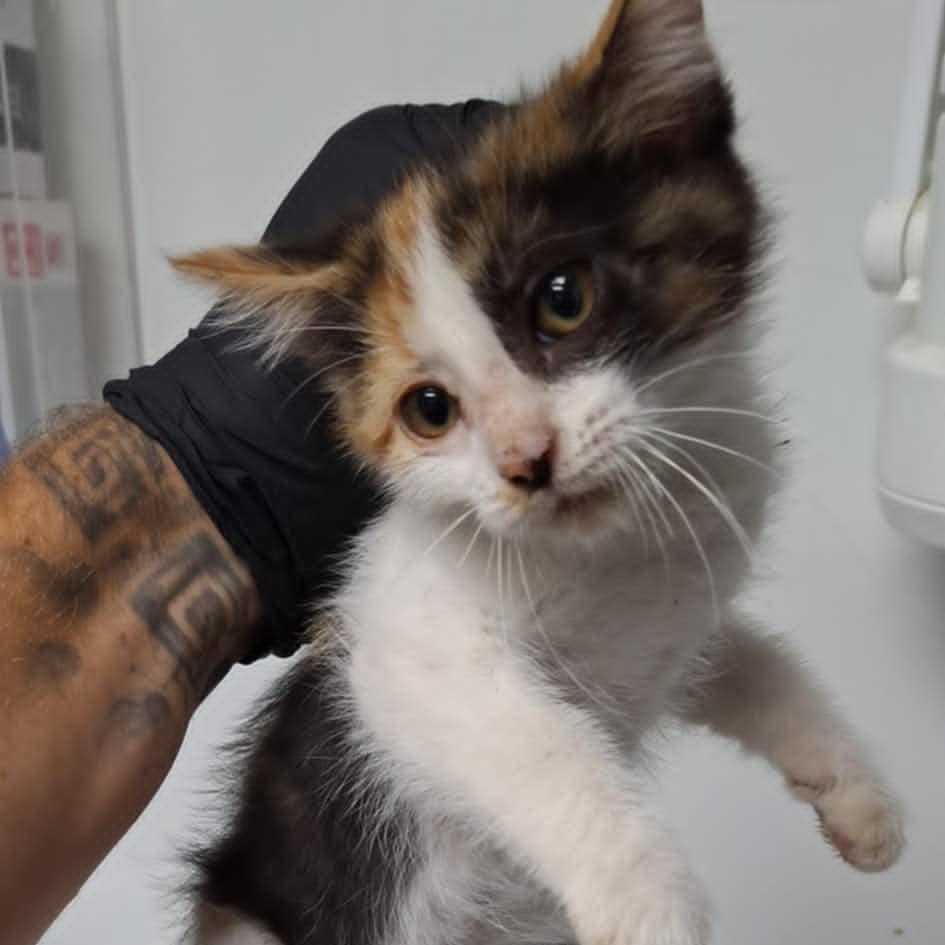 Astrid, an adoptable Domestic Medium Hair in Garden City, KS, 67846 | Photo Image 2