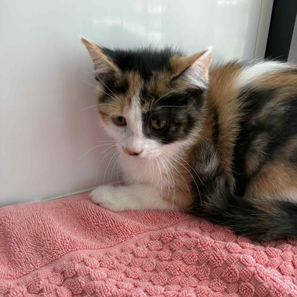 Astrid, an adoptable Domestic Medium Hair in Garden City, KS, 67846 | Photo Image 3