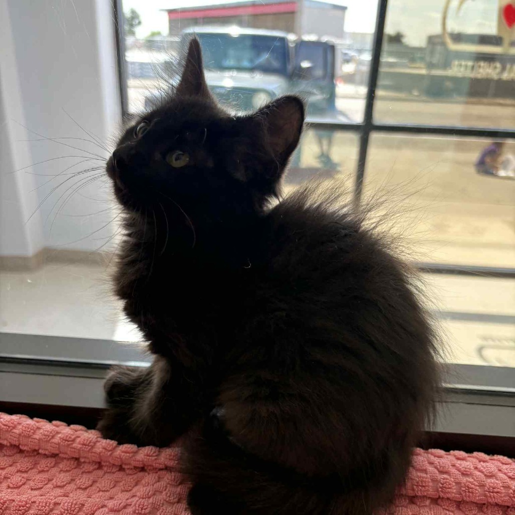 Hagrid, an adoptable Domestic Medium Hair in Garden City, KS, 67846 | Photo Image 1