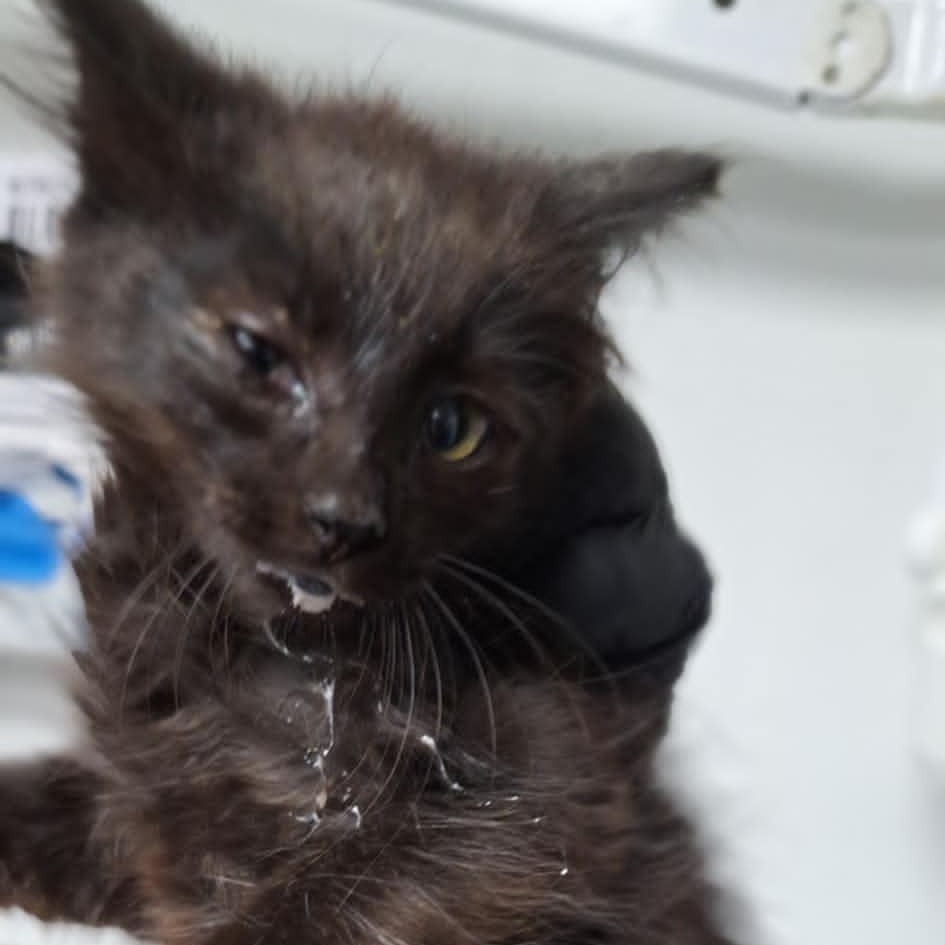 Hagrid, an adoptable Domestic Medium Hair in Garden City, KS, 67846 | Photo Image 2