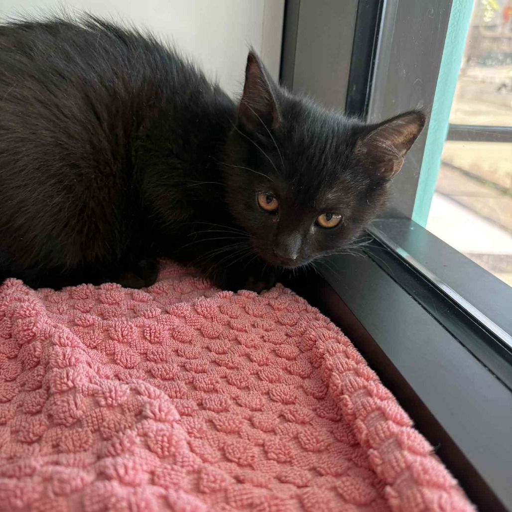 Hagrid, an adoptable Domestic Medium Hair in Garden City, KS, 67846 | Photo Image 3