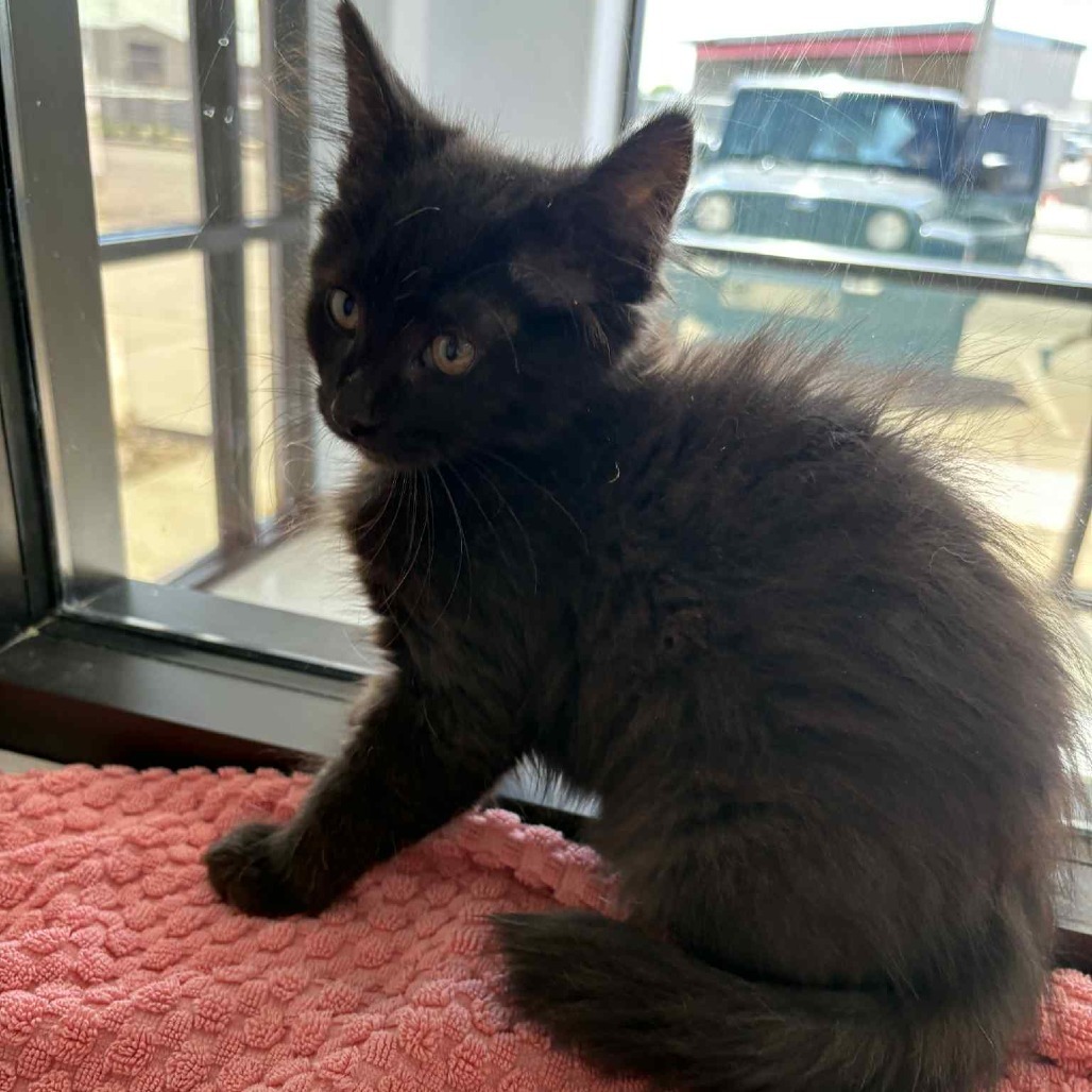 Hagrid, an adoptable Domestic Medium Hair in Garden City, KS, 67846 | Photo Image 4