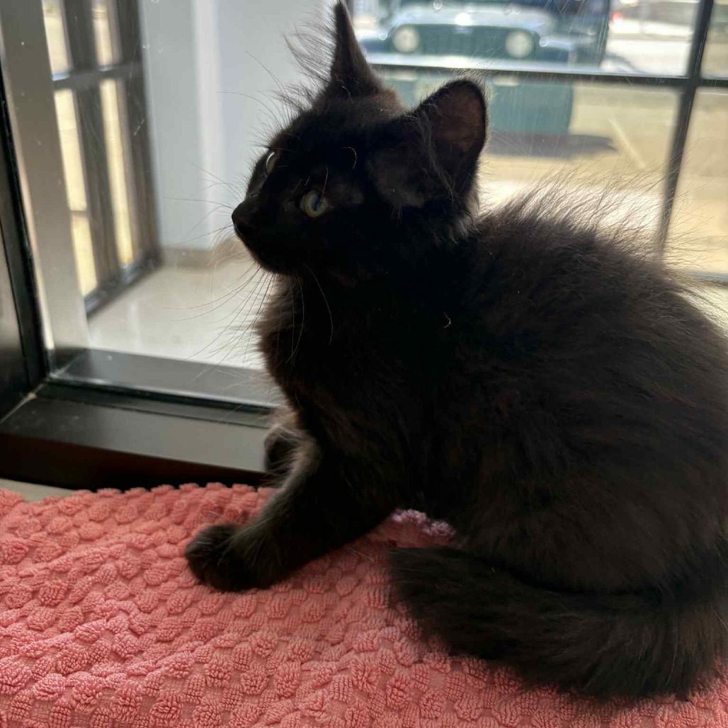 Hagrid, an adoptable Domestic Medium Hair in Garden City, KS, 67846 | Photo Image 5