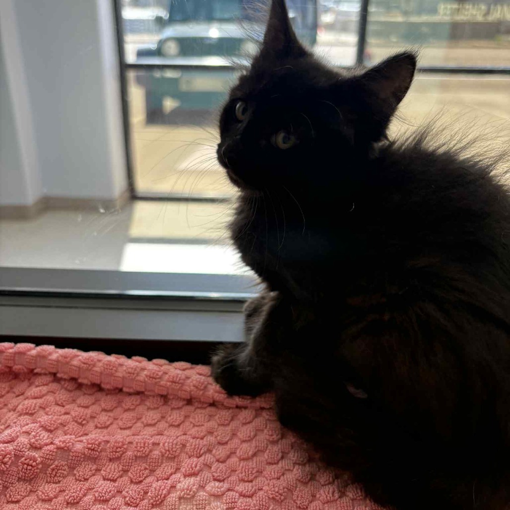 Hagrid, an adoptable Domestic Medium Hair in Garden City, KS, 67846 | Photo Image 6