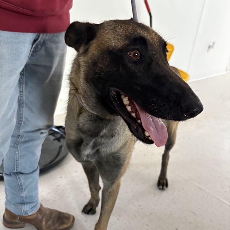 Iris, an adoptable Belgian Shepherd / Malinois in Garden City, KS, 67846 | Photo Image 1
