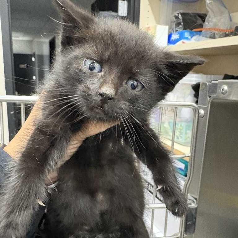 Misha, an adoptable Domestic Short Hair in Garden City, KS, 67846 | Photo Image 1